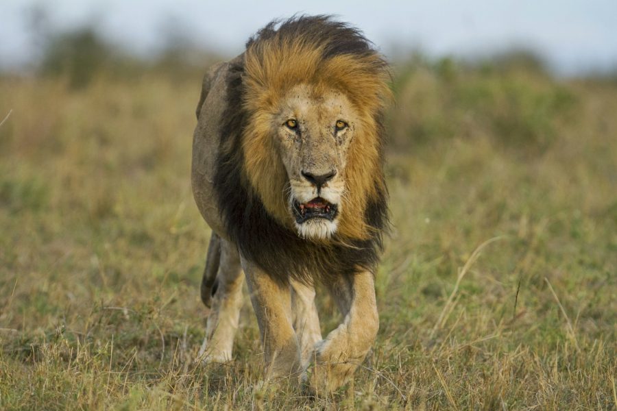 Kenya